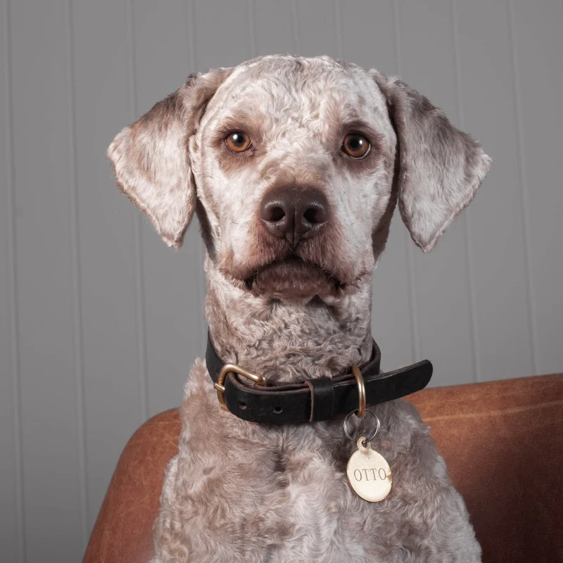 HX20-hundehalsbånd - Image 4