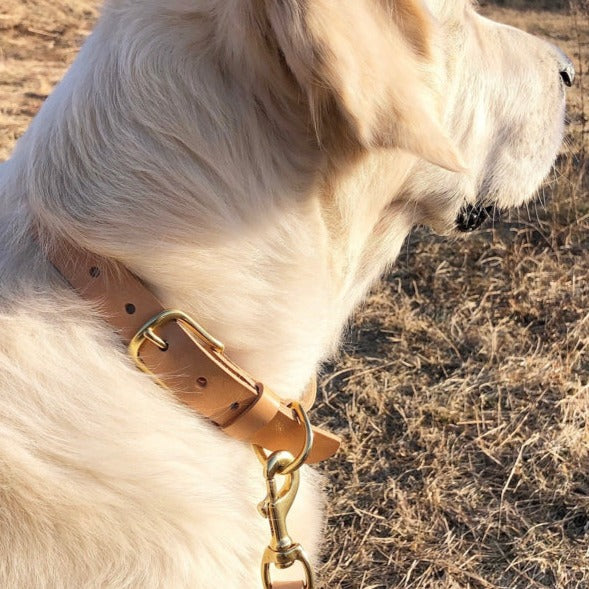 HX20-hundehalsbånd - Image 8